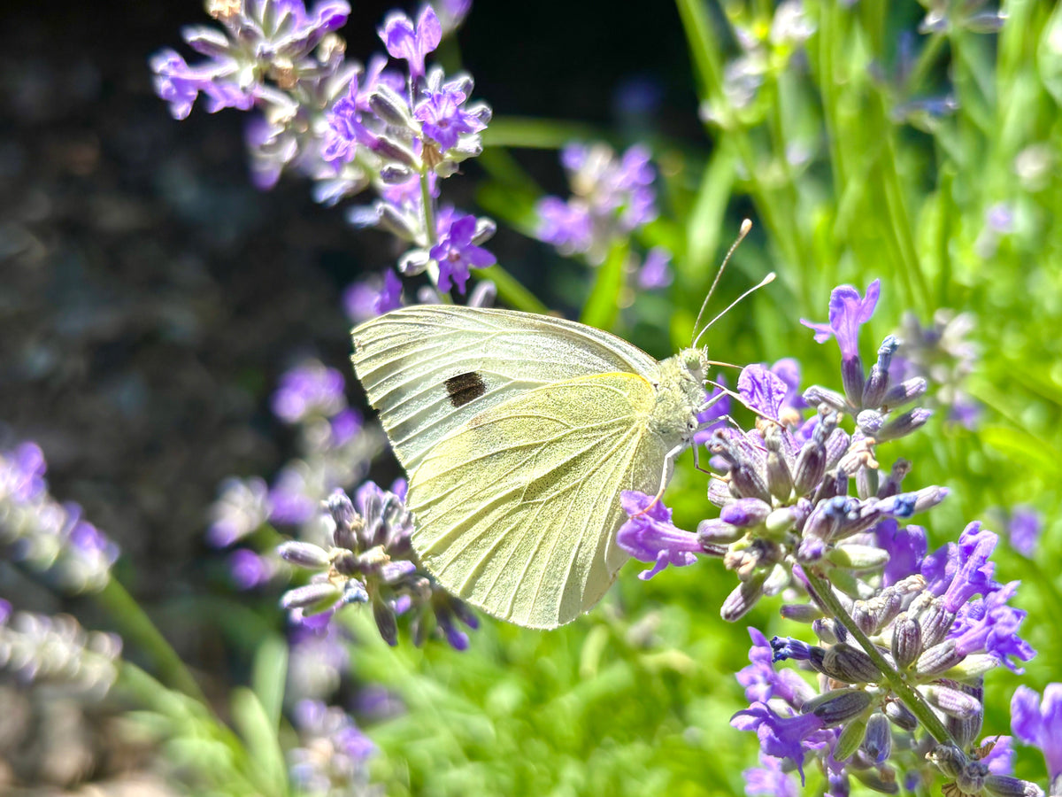 A detailed macro photograph of a Cabbage White butterfly with its wings closed, featuring a single black spot, resting on bright purple lavender flowers in the sunshine.