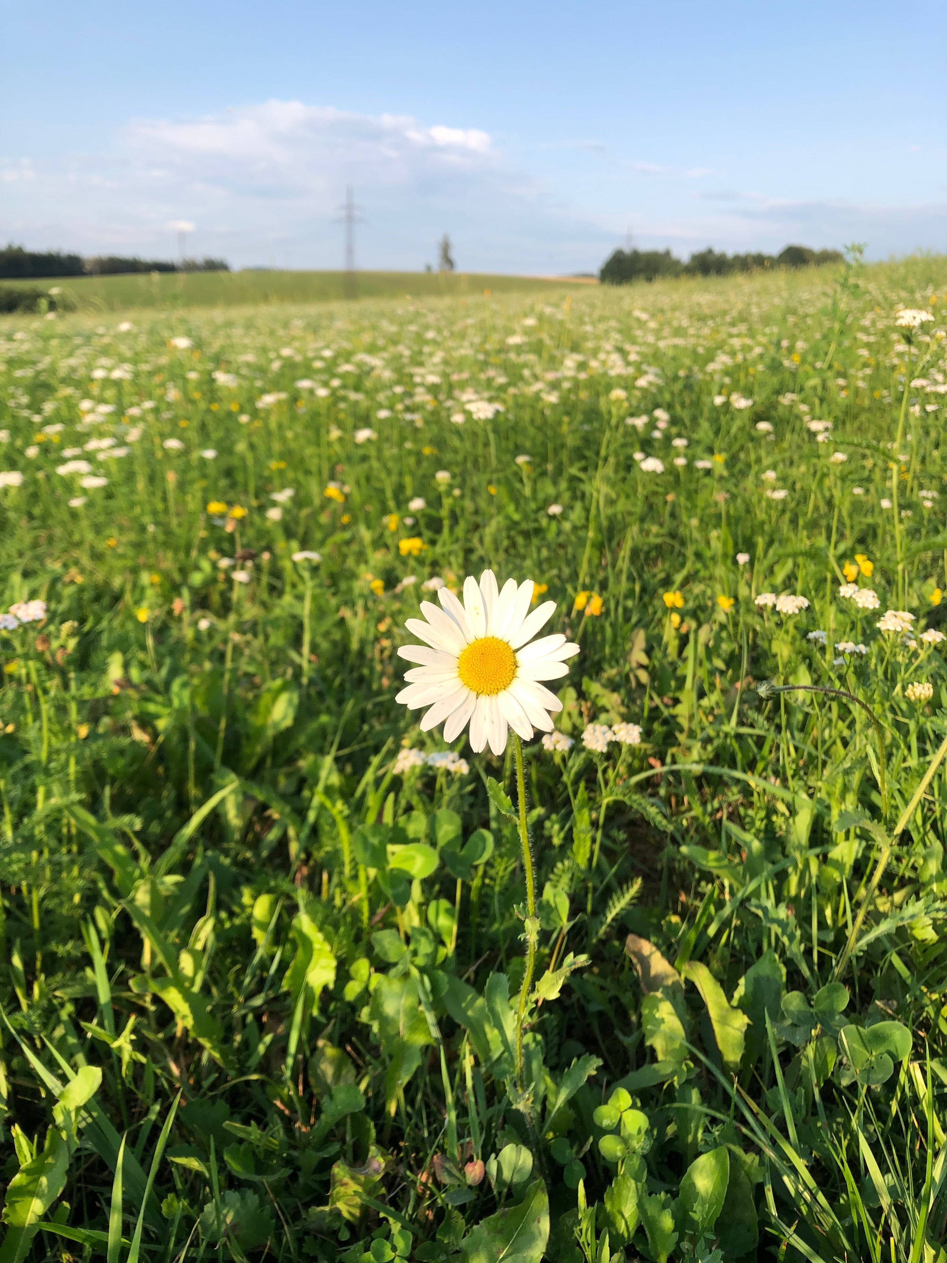 A close-up of a single blooming white daisy in the foreground of a green meadow, beautifully illuminated by warm sunlight.