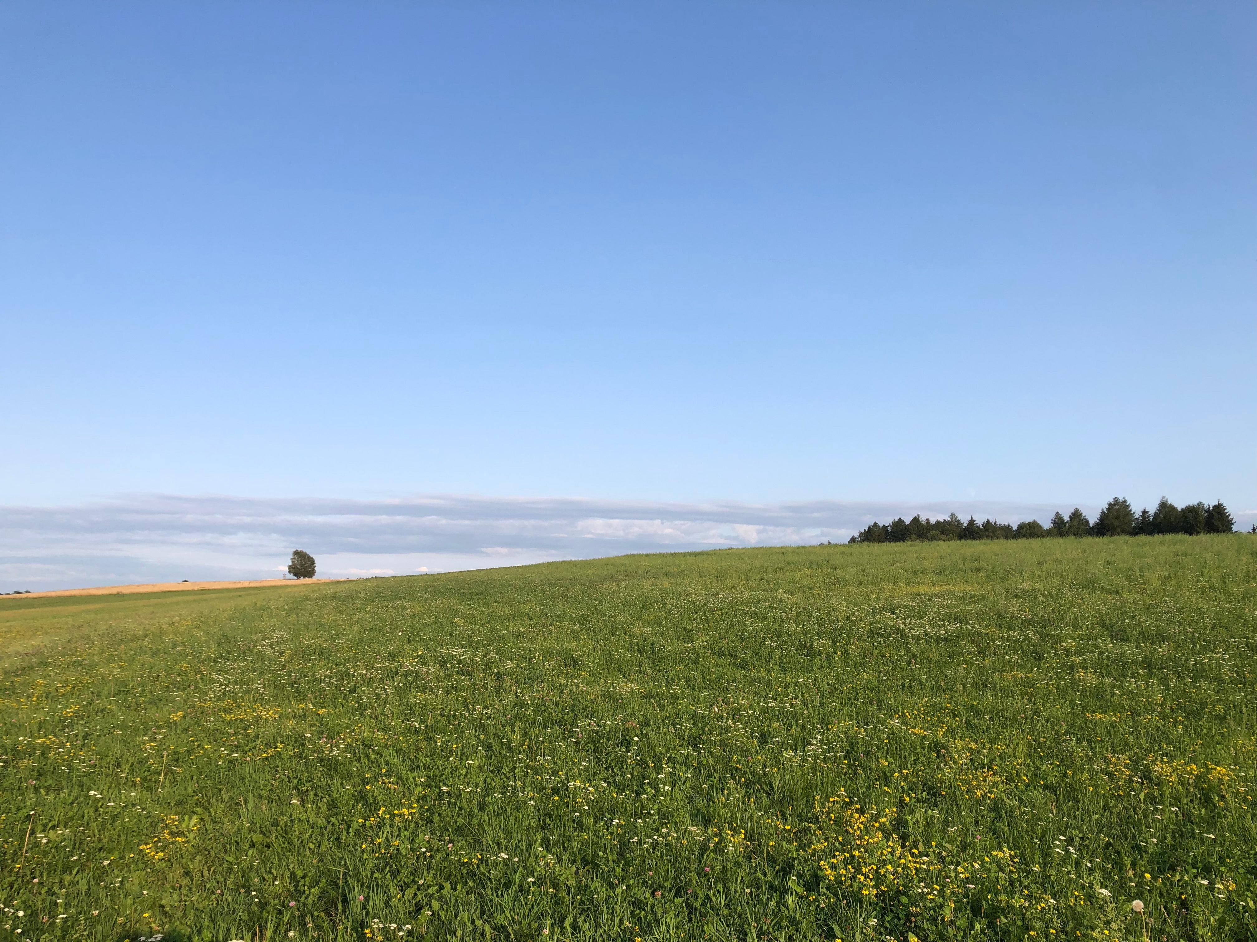 A wide, peaceful view of a vast summer meadow with tiny yellow flowers, beneath a clear blue sky. A lone tree and a forest edge are visible on the horizon.