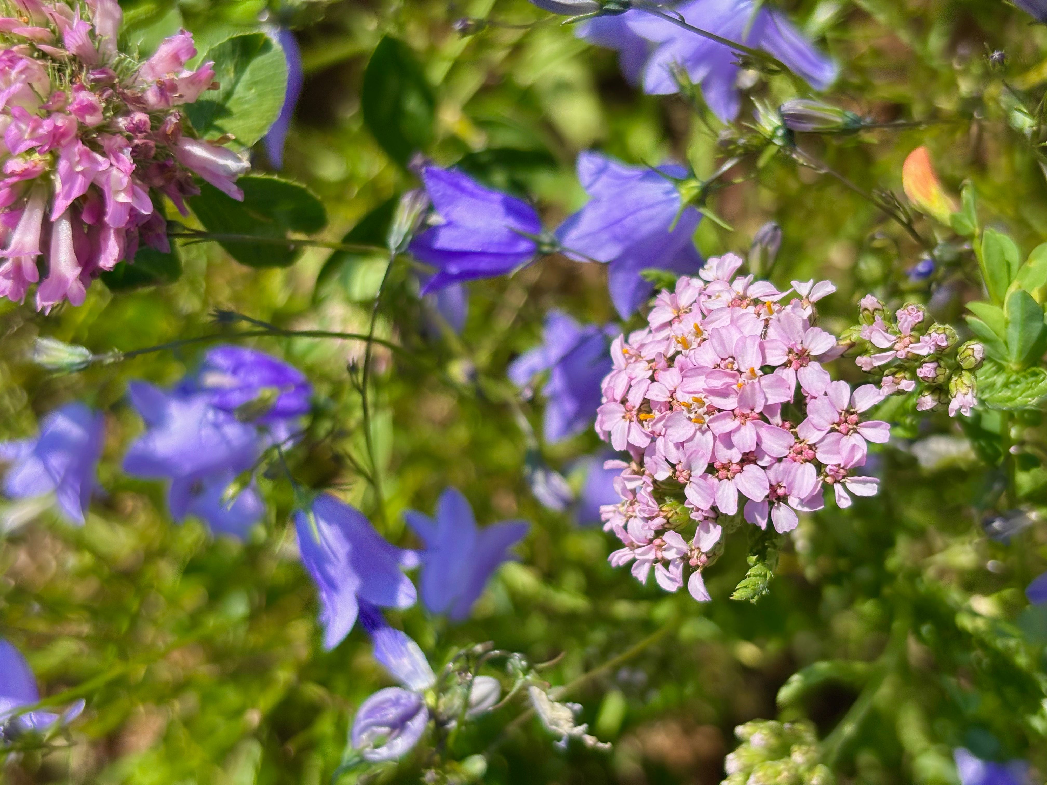A close-up shot of blooming sunlit meadow wildflowers, featuring a cluster of pale pink yarrow, a pinkish-purple clover flower, and vibrant purple bellflowers set against a blurred background of green foliage.