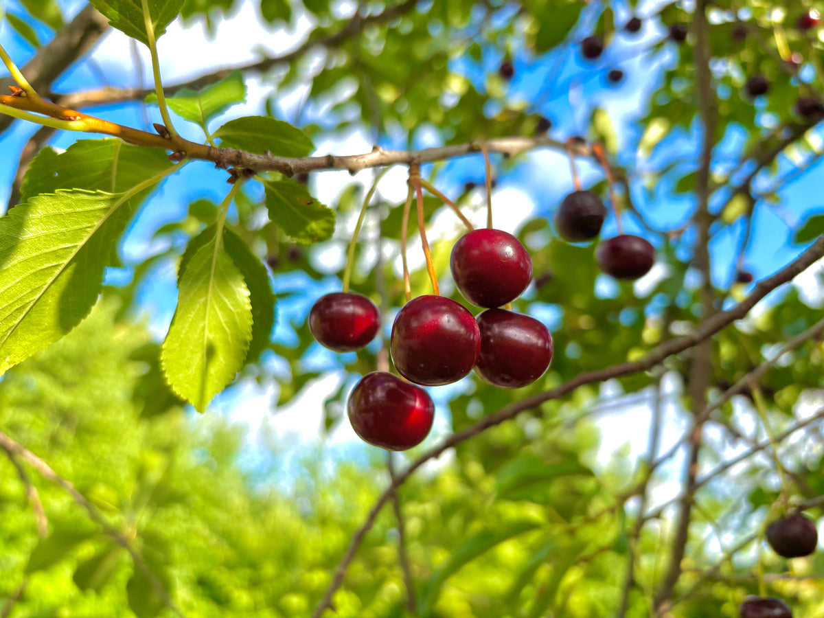 Close-up shot of several ripe, dark red cherries hanging from a tree branch, surrounded by green leaves. The background features blurred green foliage and a bright blue sky with clouds on a sunny day.