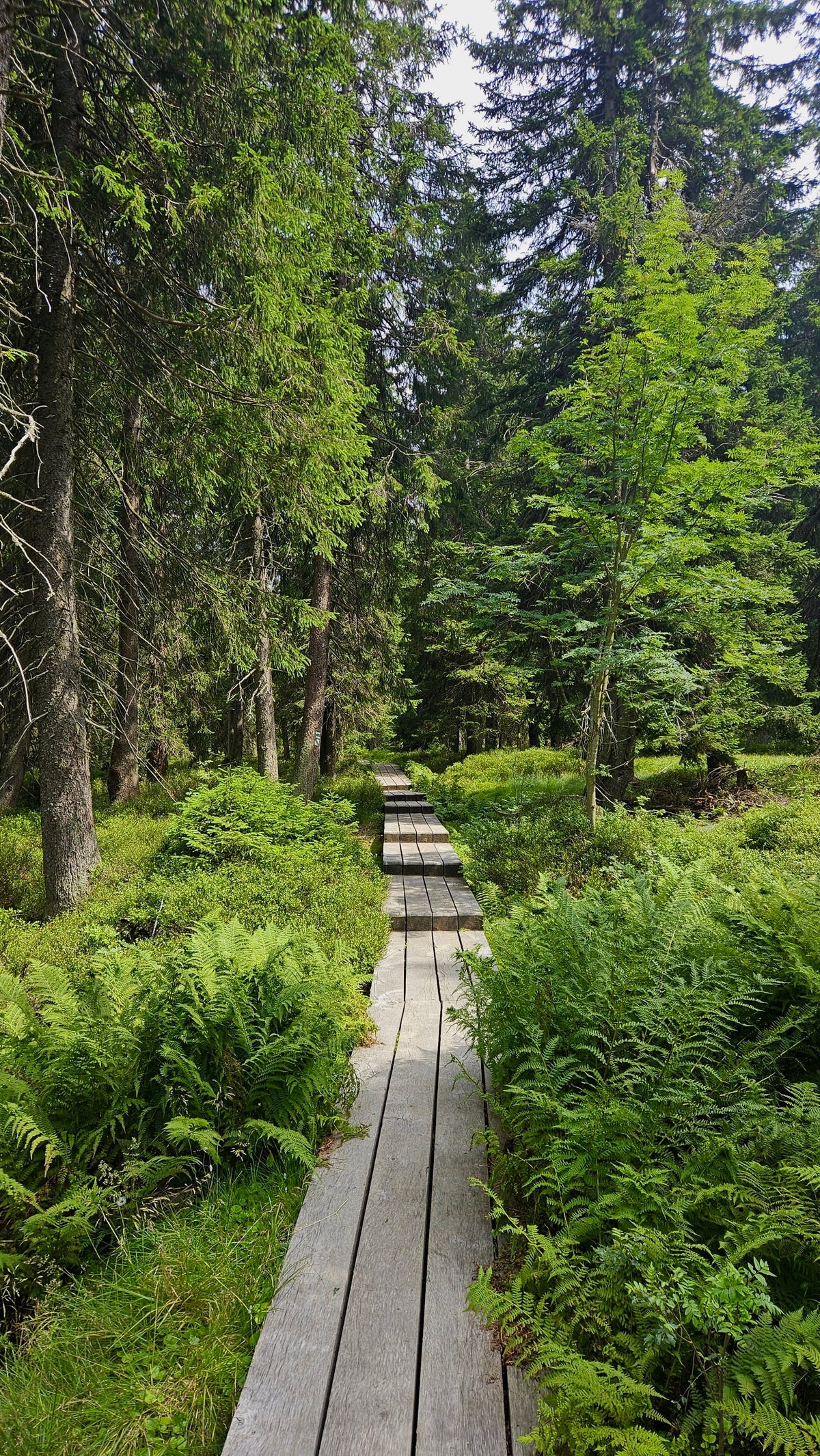 A wooden boardwalk winding through a lush green forest, surrounded by tall coniferous trees, vibrant ferns, and dense woodland undergrowth on a bright day.